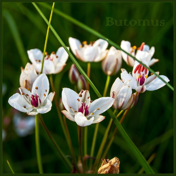 Сусак зонтичный