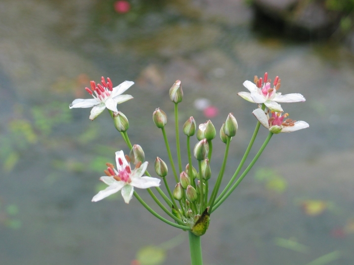 Сусак зонтичный