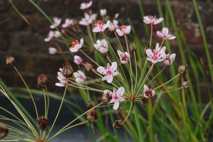 Сусак болотный