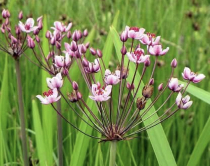 Сусак зонтичный