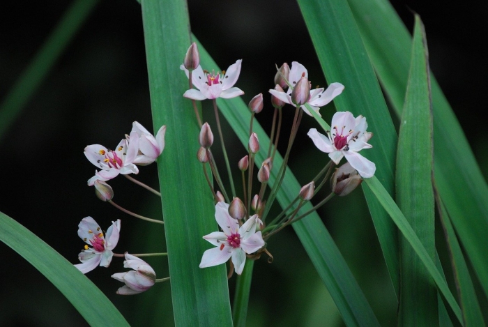 Butomus umbellatus