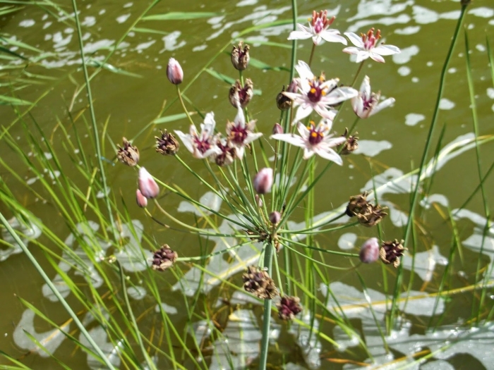 Сусак зонтичный