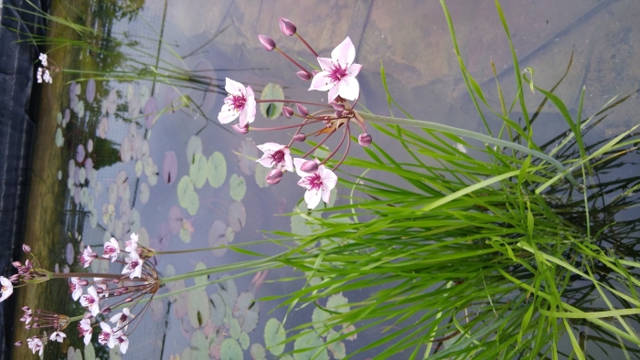 Водное растение сусак