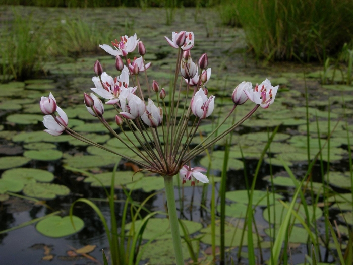 Стрелолист обыкновенный