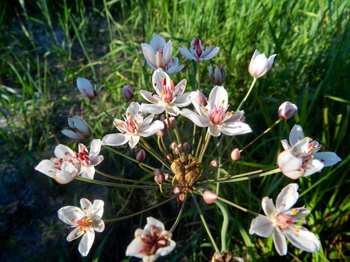 Сусак зонтичный