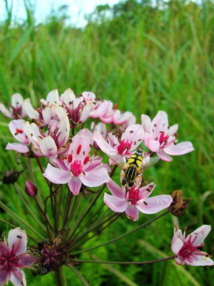 Сусак зонтичный