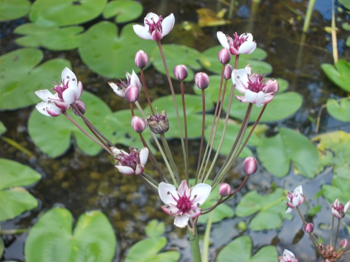 Растение на болоте