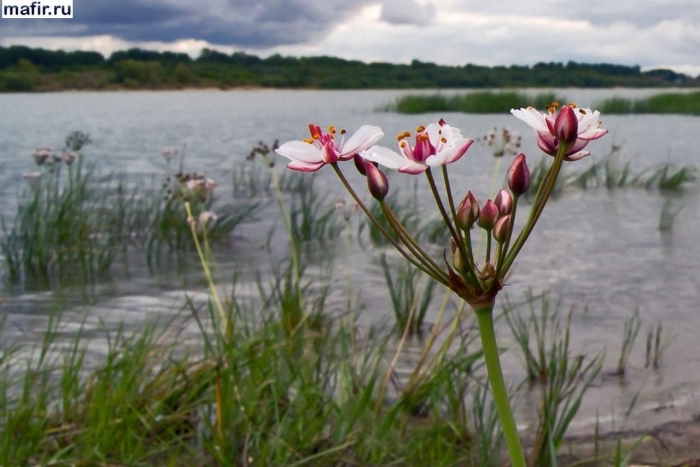 Цветок на болоте