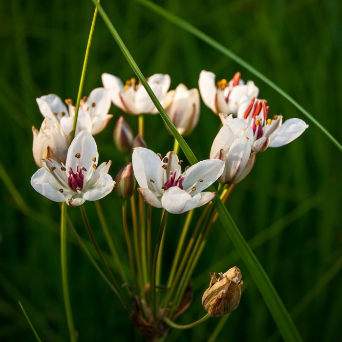Сусак зонтичный