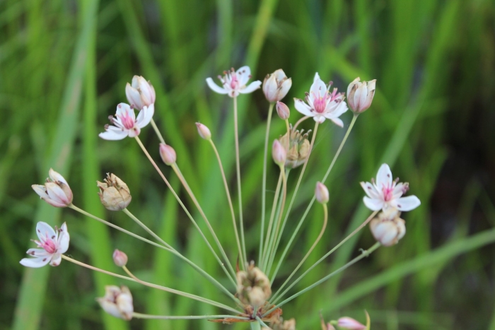 Сусак зонтичный альба