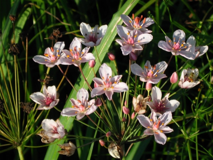 Сусак зонтичный