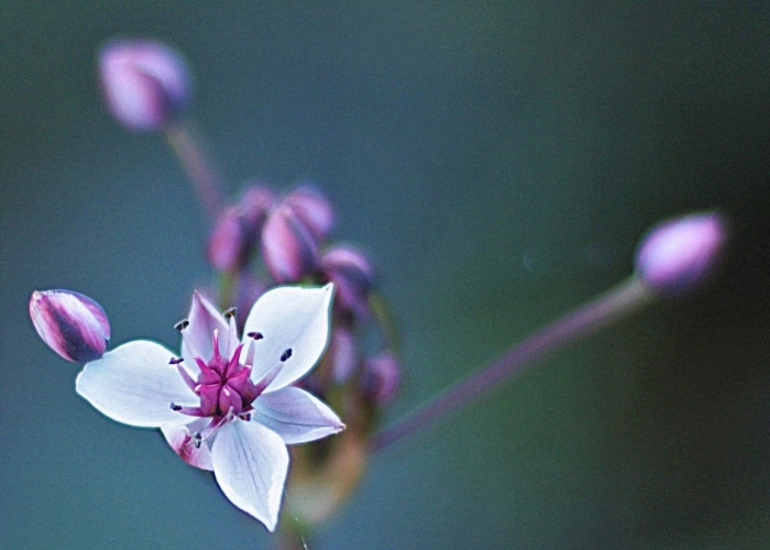 Цветки крестоцветных