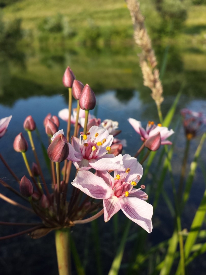 Butomus umbellatus