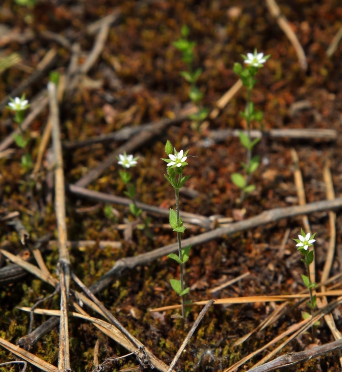 Arenaria serpyllifolia
