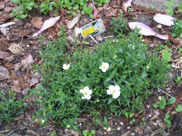 Arenaria montana
