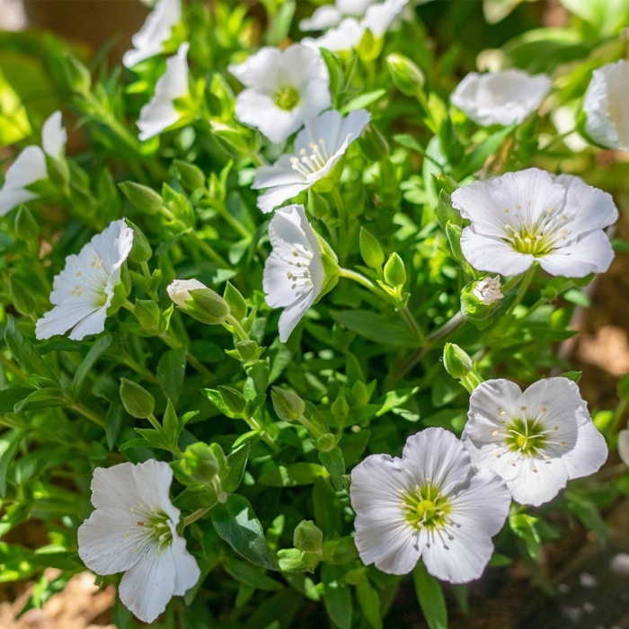 Аренария песчанка горная