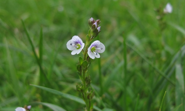 Veronica тимьянолистная