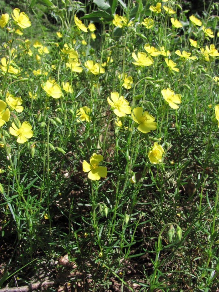 Ranunculus arvensis l. – лютик полевой.