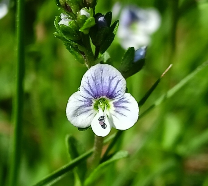 Вероника тимьянолистная
