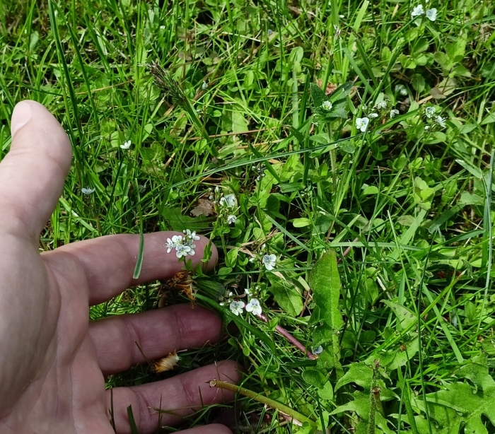 Подмаренник болотный (galium palustre)