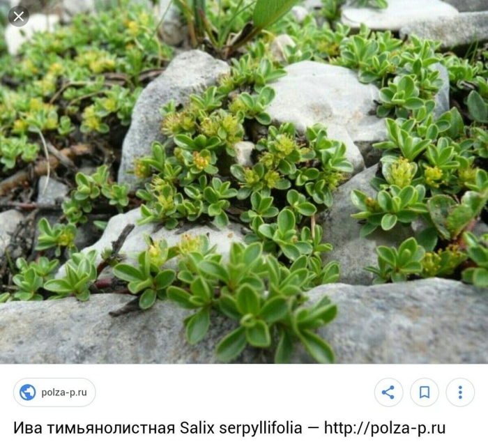 Ива тимьянолистная