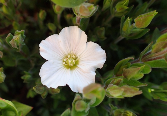 Аренария (arenaria) «montana»