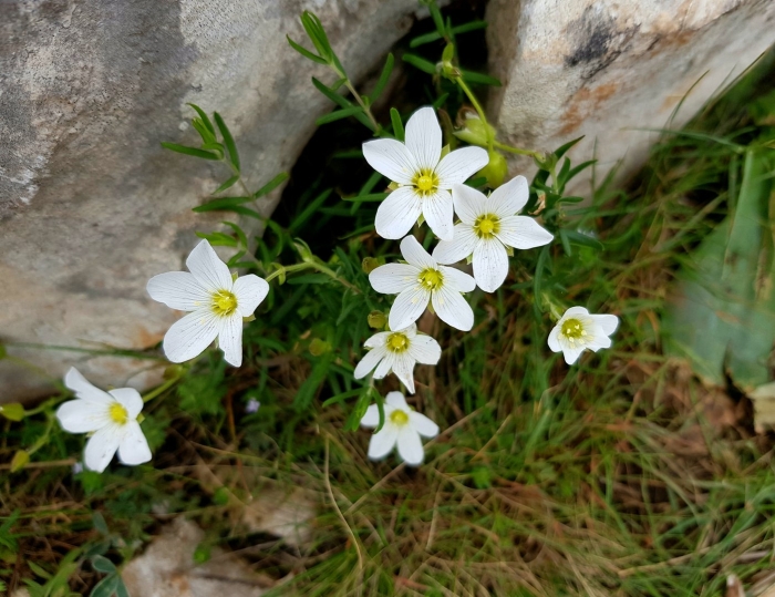 Песчанка горная arenaria montana