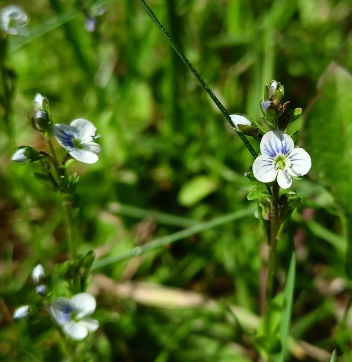 Veronica serpyllifolia