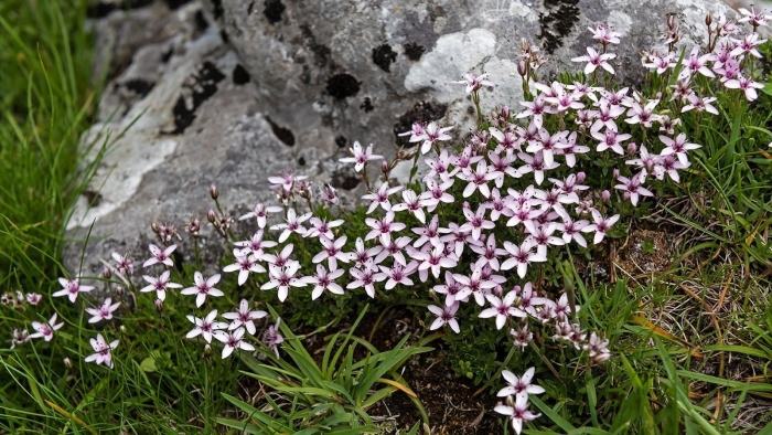 Silene acaulis