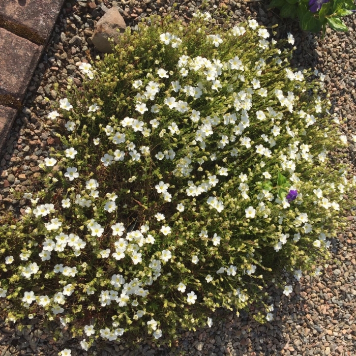 Аренария монтана близзард