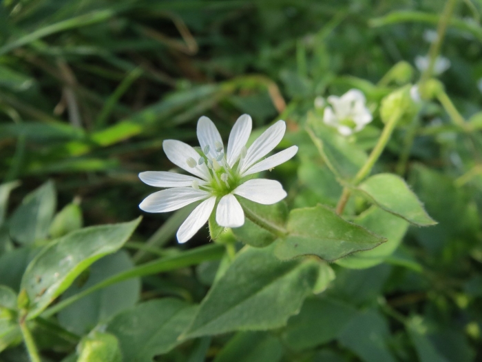 Звездчатка толстолистная