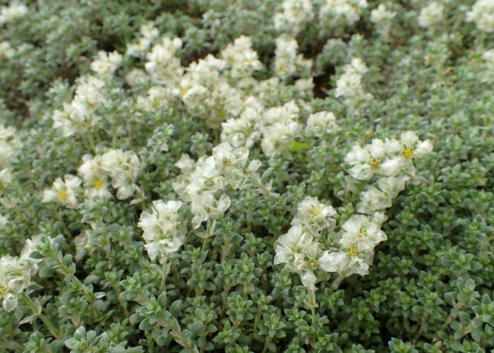 Паронихия подушковидная