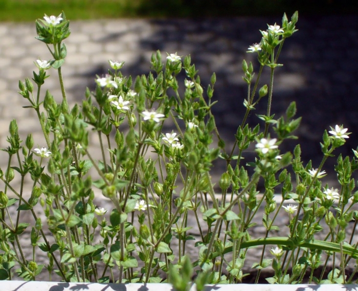 Thyme leaved sandwort