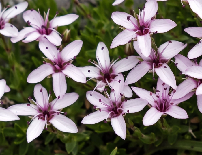 Arenaria purpurascens