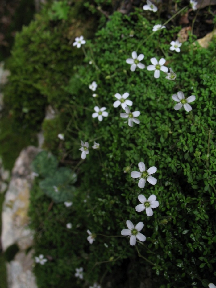 Arenaria balearica