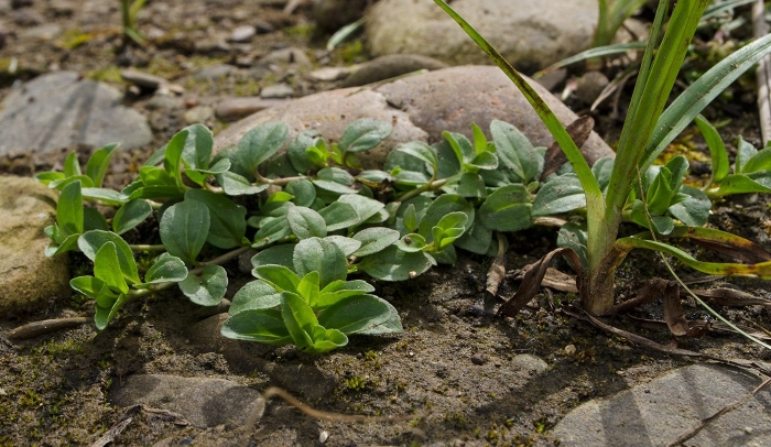 Mesembryanthemum cordifolium