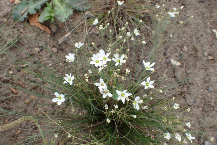 Eremogone juncea
