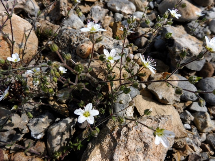 Аренария горная (arenaria montana)