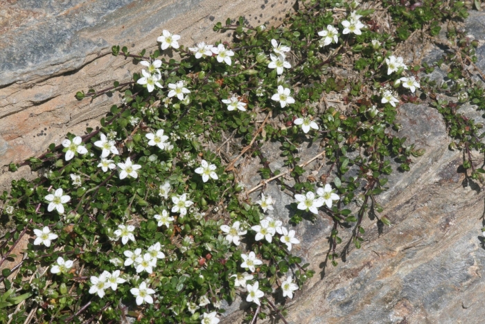 Аренария горная близзард