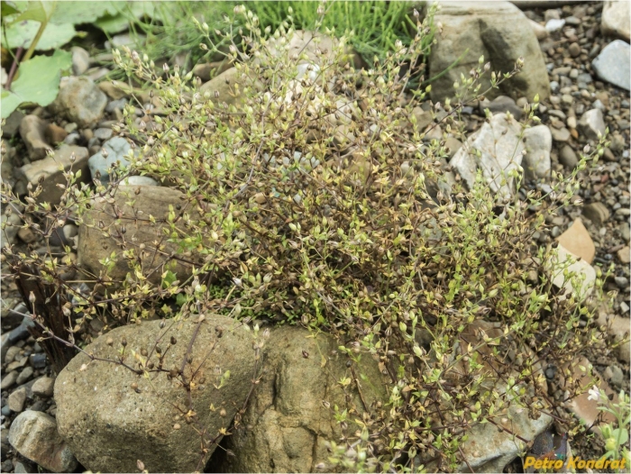 Грыжник (herniaria)