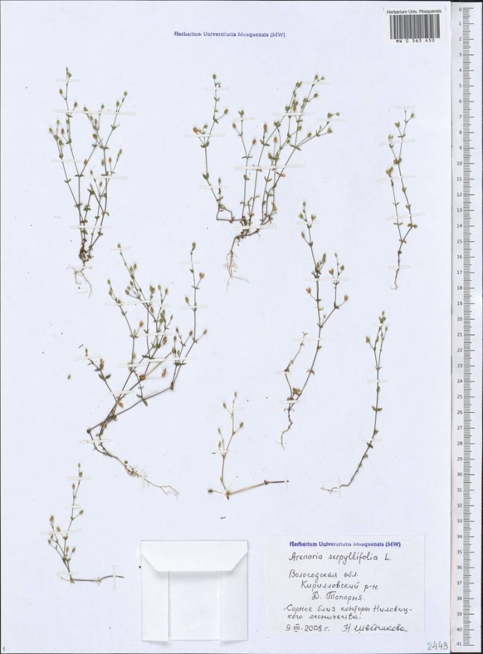 Песчанка тимьянолистная (аренария)