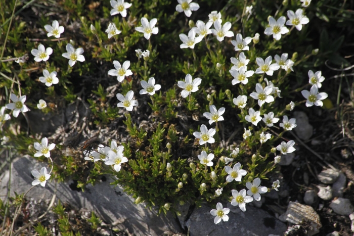 Arenaria grandiflora
