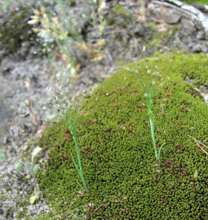 Fimbristylis ovata