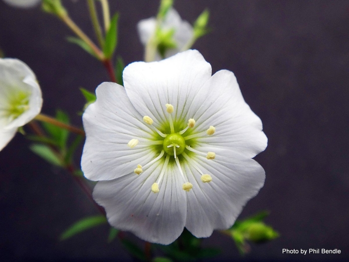 Аренария монтана