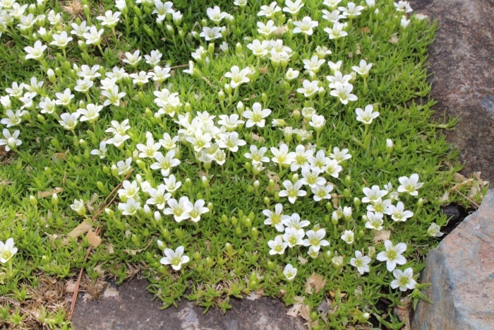 Камнеломка арендса