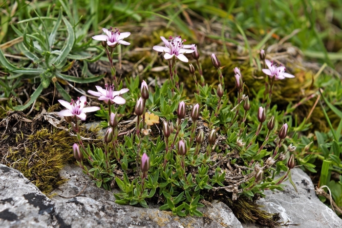 Аренария песчаная
