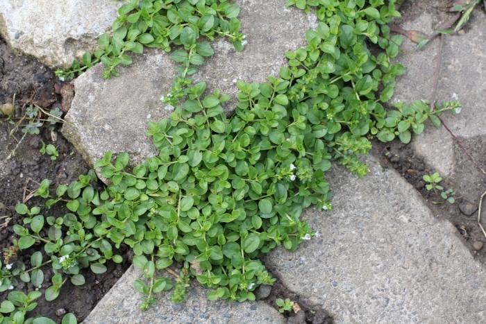 Звездчатка средняя мокрица