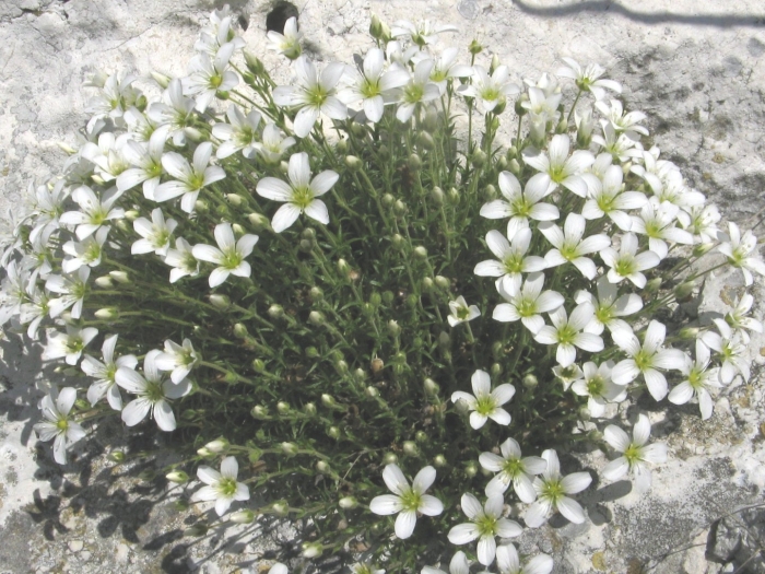 Аренария песчанка