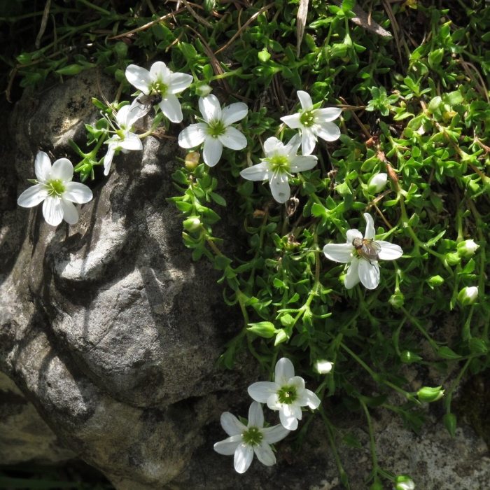 Arenaria ciliata