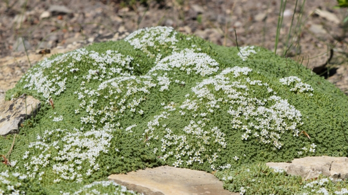 Аренария песчанка
